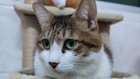 宠物猫怎么梳毛教程