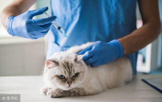 宠物猫打疫苗后会怎么样