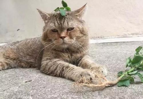 怎么给宠物猫喂菜