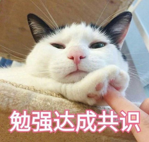怎么唤回宠物猫