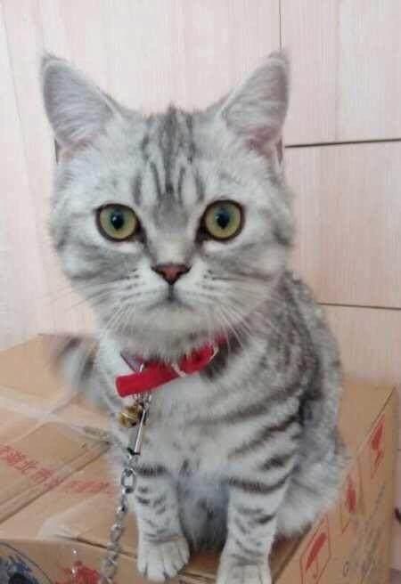 宠物猫回家以后怎么养活