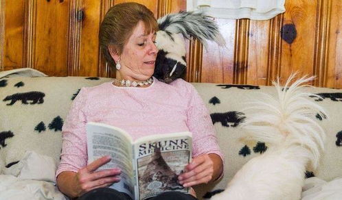 怎么养臭鼬宠物猫呢