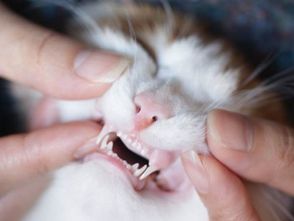 用鸡肝喂宠物猫会怎么样