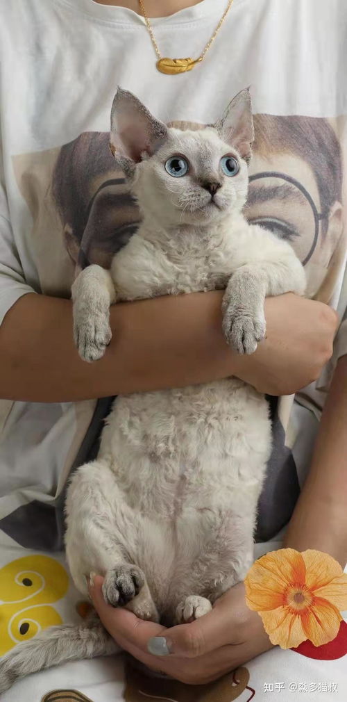怎么帮助宠物猫接生呢