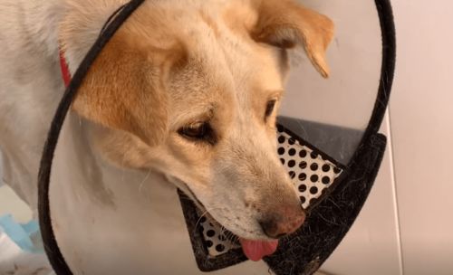 宠物狗有个洞怎么办啊