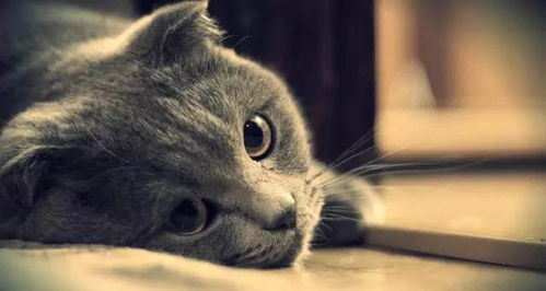 宠物猫不出来玩怎么办