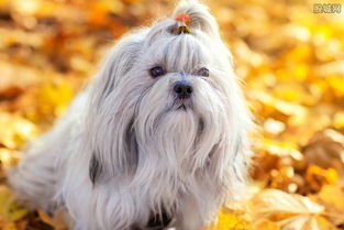 西施犬多少钱一只