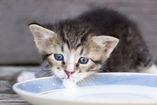 宠物猫吐了怎么回事