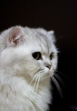 宠物猫怎么扎球针