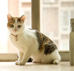 宠物猫三花猫怎么养