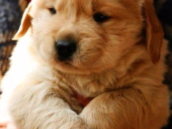 新宠犬舍宠物狗怎么样啊