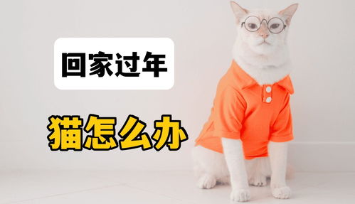 过年回家宠物猫怎么办