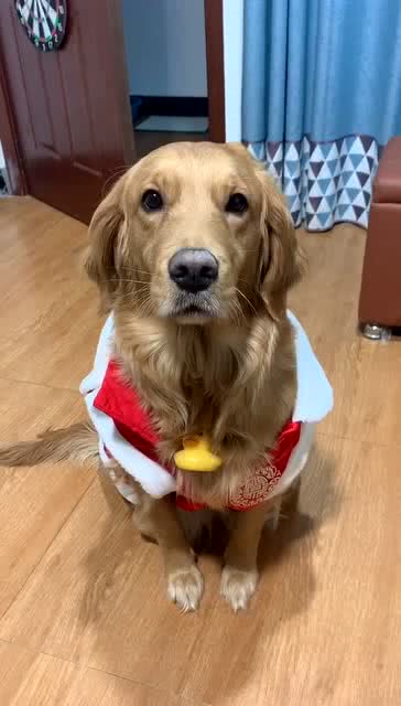 怎么给女朋友养宠物狗呢