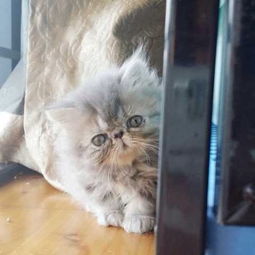 估价局怎么估价宠物猫