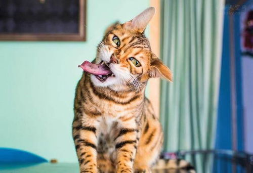 宠物猫薄荷怎么拍摄好看