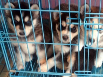 怎么样才可以卖宠物狗
