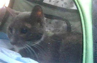 宠物猫怎么带去老家