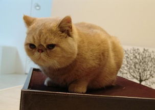宠物猫怎么买得到