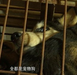 当宠物狗进了农村怎么办