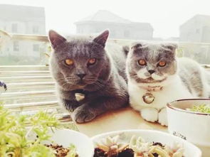 宠物猫棒怎么做