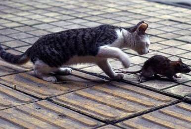 抓过老鼠的宠物猫怎么办