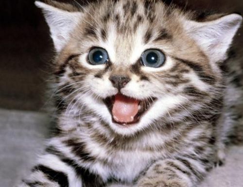 宠物猫怎么带回家