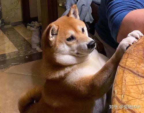 宠物狗换主人会怎么样吗