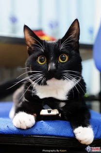 宠物猫怎么拍照好看