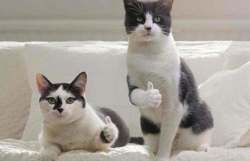 怎么接近宠物猫呢