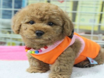 宠物狗怎么选泰迪犬型的