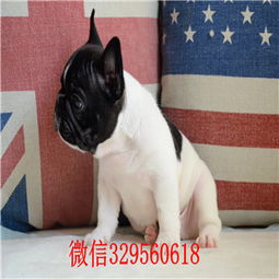 法斗犬多少钱一只