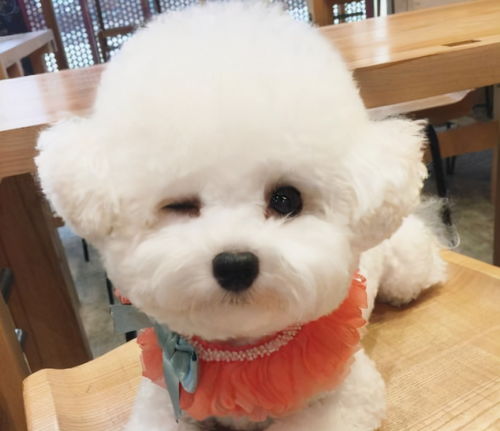 十块钱的宠物狗怎么养的