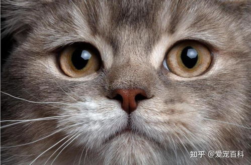 宠物猫粮食怎么选购好