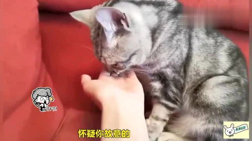 猫吃避孕药吃多少