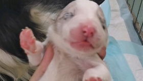 小宠物狗怎么样养活它