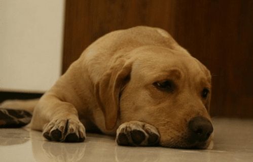宠物狗半夜要叫吗怎么办