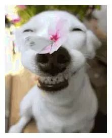 宠物狗到乡下去会怎么样