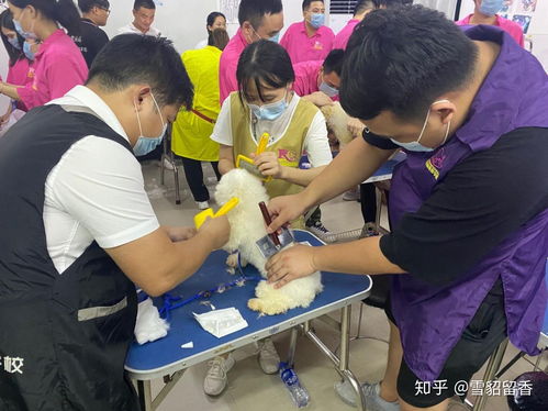 宠物狗怎么让毛更蓬松呢