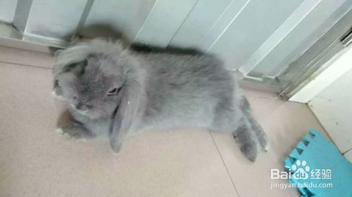 兔子怎么养当宠物猫