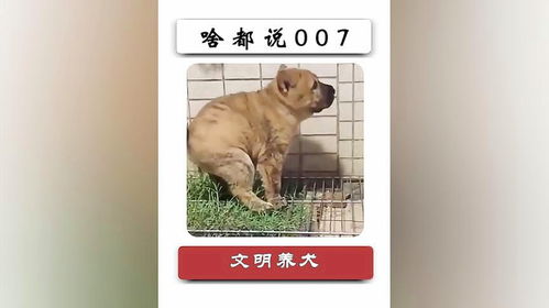 宠物狗随地大小便怎么处理