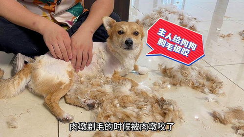 给宠物狗剃毛应该怎么剃
