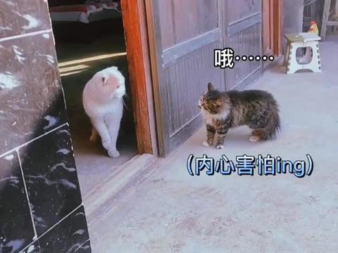 返乡怎么带宠物猫