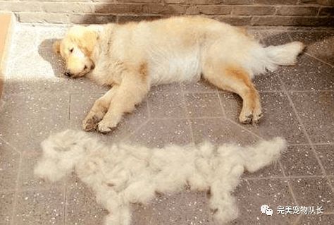宠物狗毛怎么养得好一点