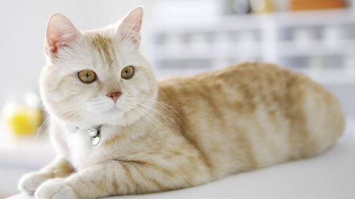 宠物猫在家怎么生活