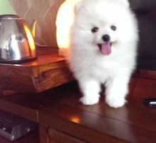 小宠物狗金毛博美怎么养