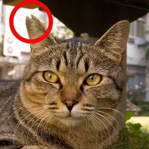 把宠物猫剪耳朵会怎么样