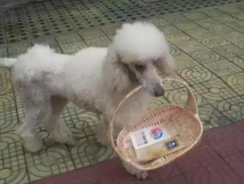 怎么拿东西来做宠物狗呢