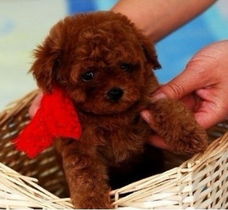 纯种泰迪幼犬多少钱