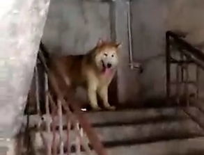 宠物狗疯狂咬东西怎么办