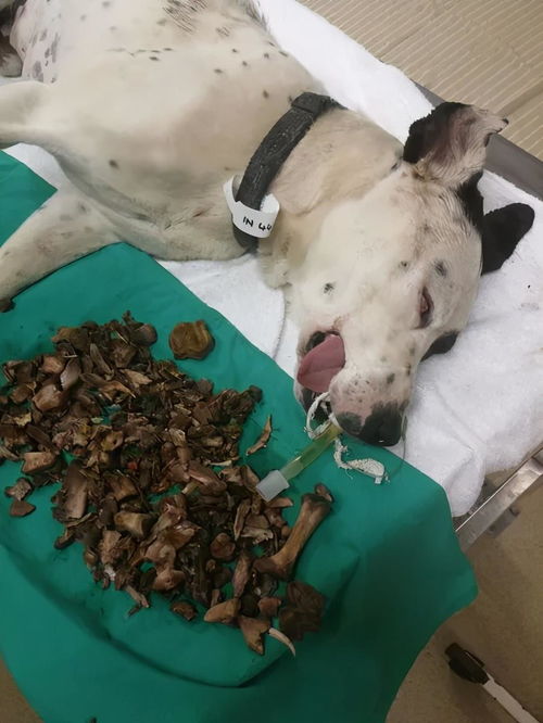 宠物狗吃鸡骨头怎么办